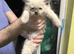 Ragdoll kittens