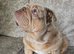 Female English Bulldog