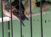 Red siskins