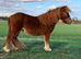 Very small miniature Shetland mare.