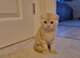 Last one Adorable Scottish fold kitten