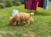 3 boys1 girl, golden doodles , stunning pups , all raised in a family home !  Really worth coming to see them