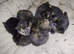 Kittens ready to leave