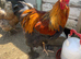 Gold partridge Brahma cockerel