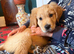 Beautiful Golden Boy READY TO LEAVE