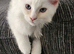 Maine coon x ragdoll