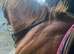 6 year old mare called willow.