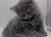 British shorthair male kitten rare texture ready to leave now