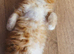 Persian Maincoon x
