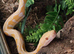 Female dwarf albino white sunfire