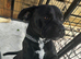 Beautiful staffy girl