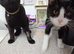 3 pairs kittens& cats spayed chipped