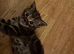 Tabby boy