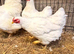 Trio of white Wyandotte bantams
