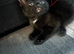 4 black kittens