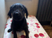 Labradoodle