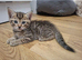 4 GORGEOUS KITTENS LEFT.