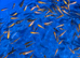 Koi carp fry 1 inch