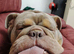 4yr old Male English Bulldog