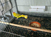 Stunning & Large Male Kakariki (3 Months Old) &ndash; Great Lineage!
