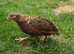 2 female rosetta coturnix quail