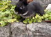 Gorgeous friendly bunny searching for a home