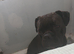Bulldog mixed