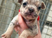 French bulldog Puppies