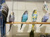 Budgie for sale