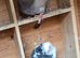 Roller pigeons