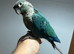 Green check conure