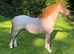 Section A Stallion – 11.3hh