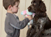 2 year old cocker spaniel