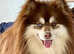 Reggie the pomsky Stud dog
