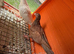 Young Pigeons for Sale