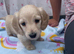 REDUCED longhaird mini cream dachshund