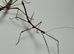 Pairs or group of Samar olive stick insects (Lonchodiodes samarensis "Samar Island")