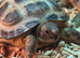 3 Horsfield tortoises