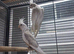 young cockatiels