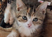 Beautifull Manx kittens