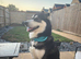 4 Year old male husky