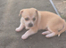 Beautiful  Chihuahua