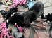 Stunning show type cocker spaniel puppies