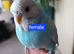 Budgies for sale