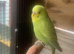 Baby budgies