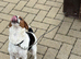 Jack Russell Puppy