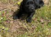 Full cocker spaniels puppy&rsquo;s