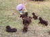 Sproodle puppies