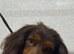 Age 3 Female Dog For Sale