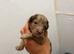 Miniature cockapoo puppies